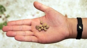 Ülseratif Kolit Bitkisel Tedavi Yöntemleri